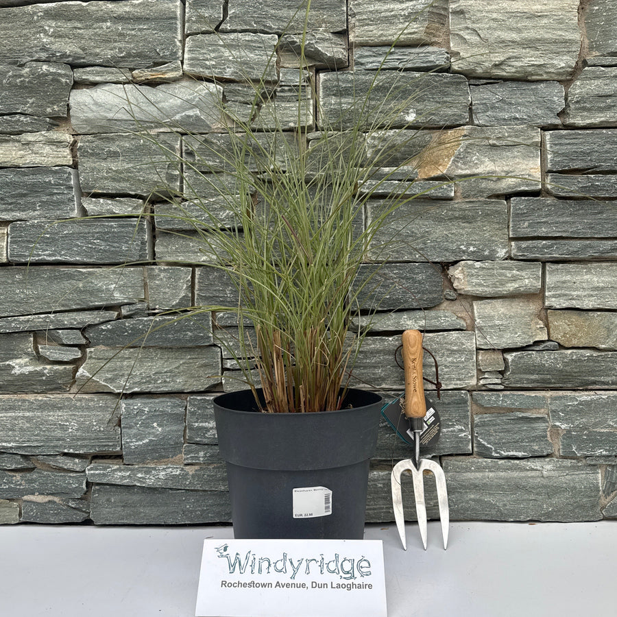 Miscanthus Sin. Morning Light - Herbaceous - Windyridge Garden Centre