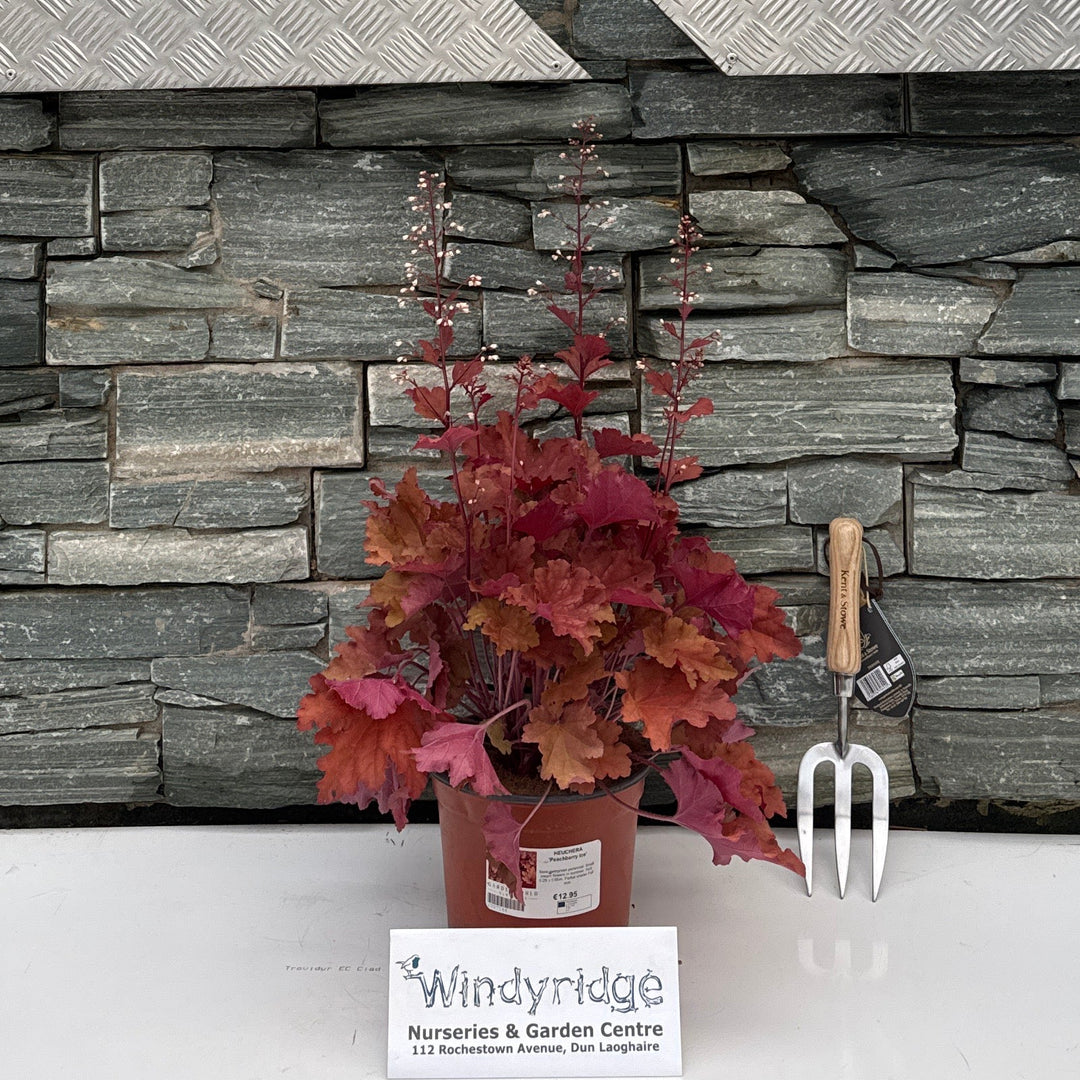 HEUCHERA 'Peachberry Ice'