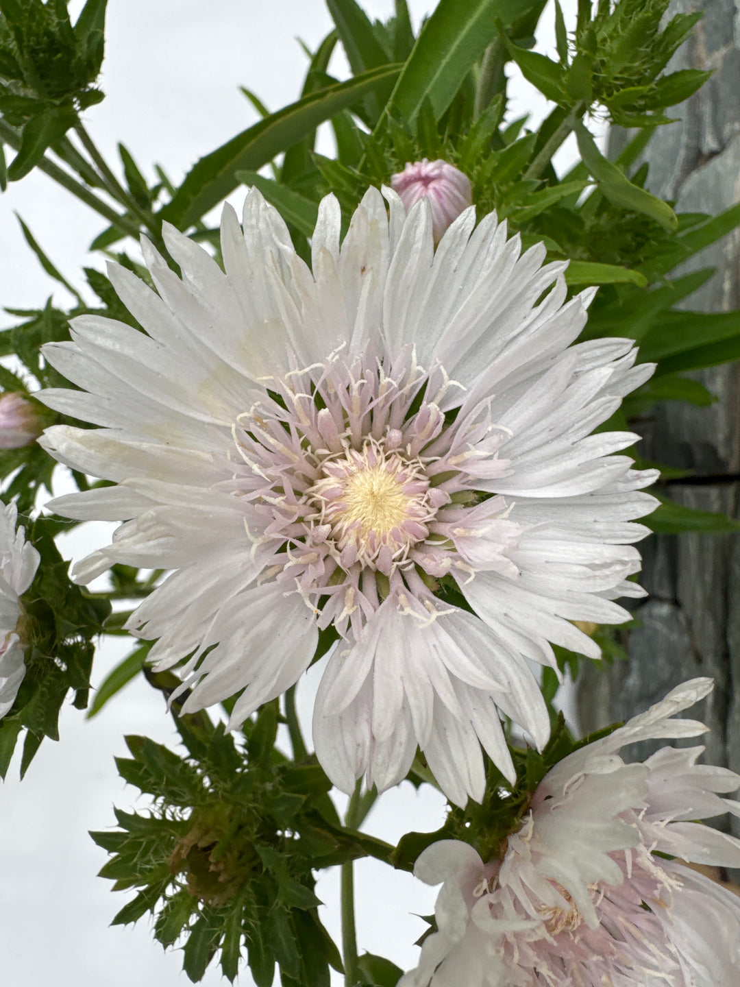 STOKESIA 'Whitecaps' 3L