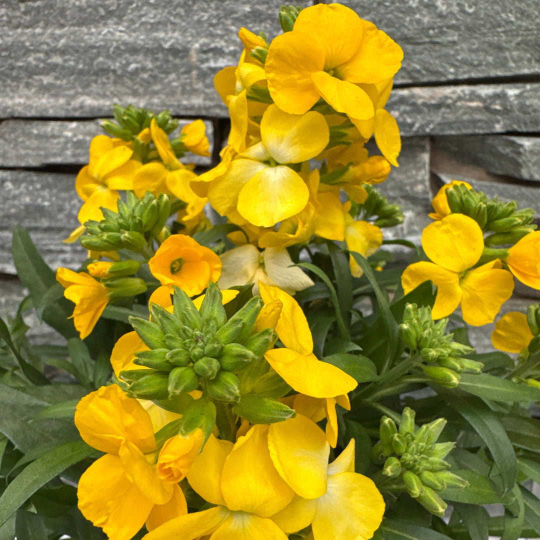 Erysimum Leya Yellow Glow - Herbaceous - Windyridge Garden Centre