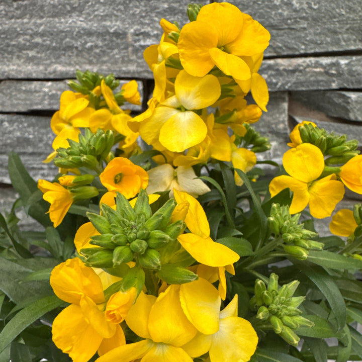 Erysimum Leya Yellow Glow - Herbaceous - Windyridge Garden Centre
