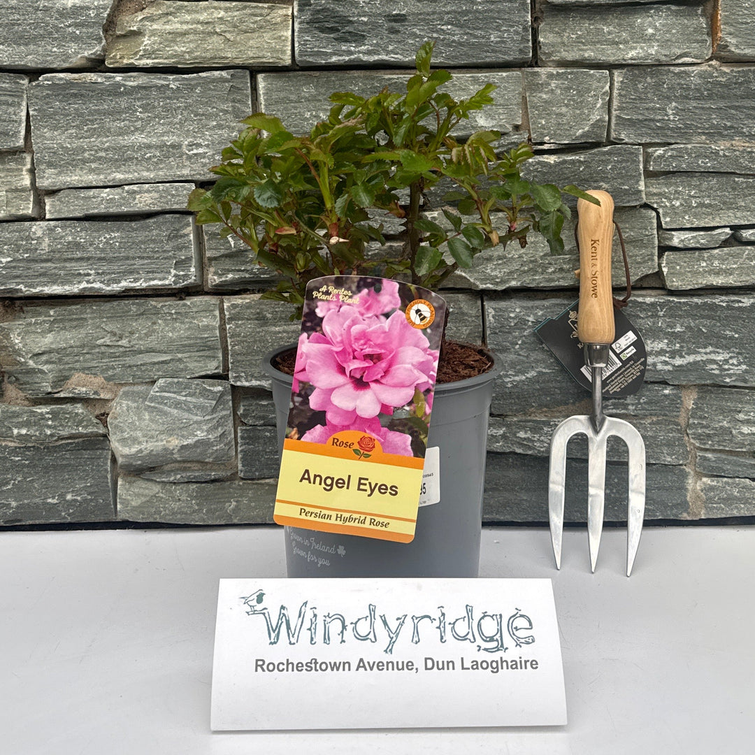 Rosa Angel Eyes - Roses - Windyridge Garden Centre