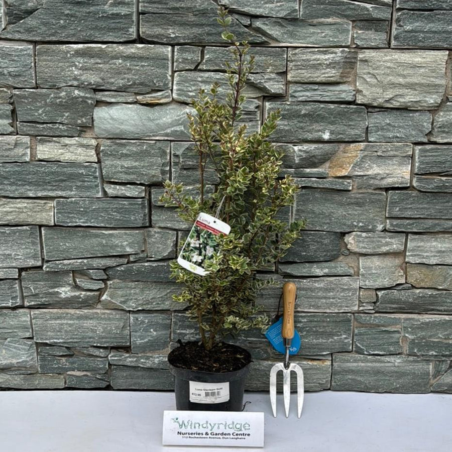 Luma Glanleam Gold - Shrubs - Windyridge Garden Centre