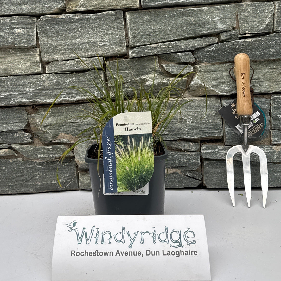 Pennisetum alop. 'Hameln' 2L, square pot - Herbaceous - Windyridge Garden Centre