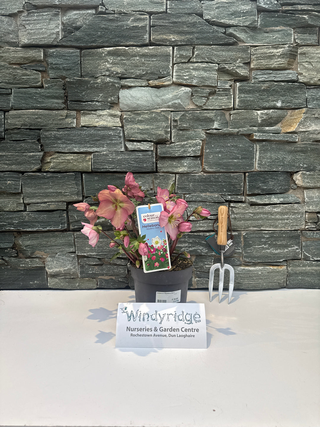 Helleborus Strawberry Moon  3 Ltr pot