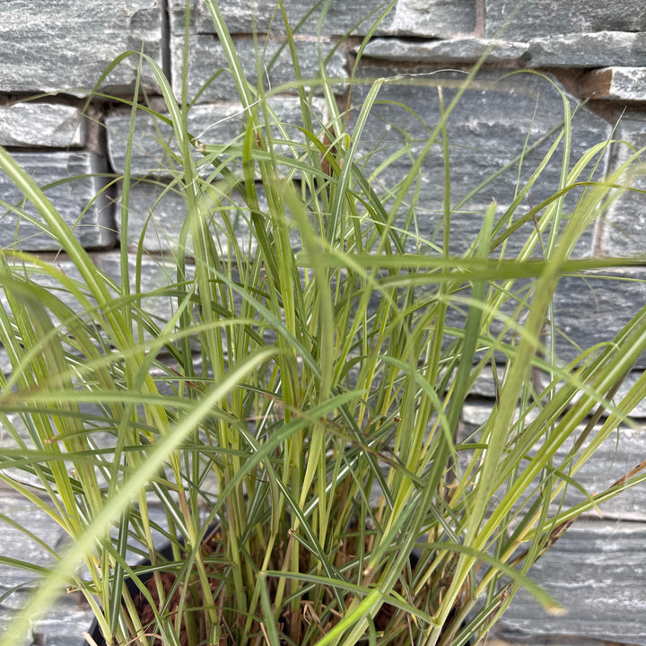 Miscanthus sin. Red Chief