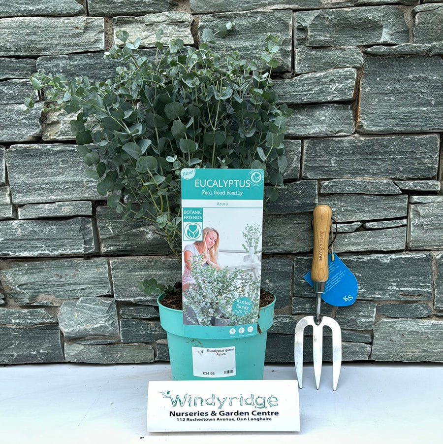 Eucalyptus Gunnii Azura - Shrubs - Windyridge Garden Centre