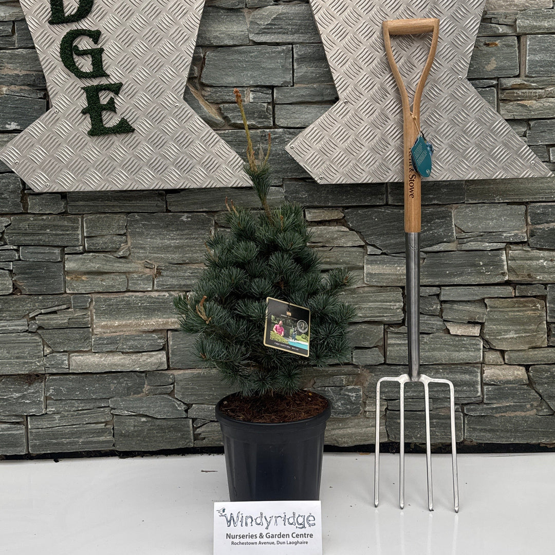 Pinus parviflora Negishi  30-40 CM C8