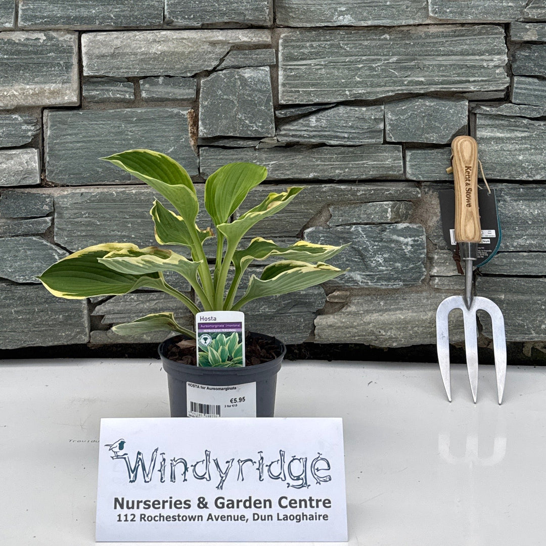 HOSTA for Aureomarginata