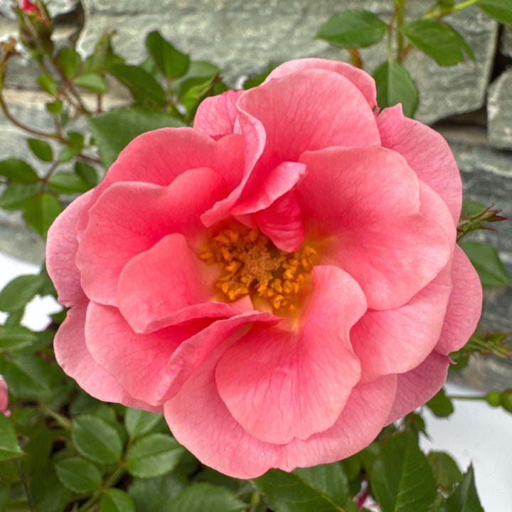 ROSA Sweet Cover