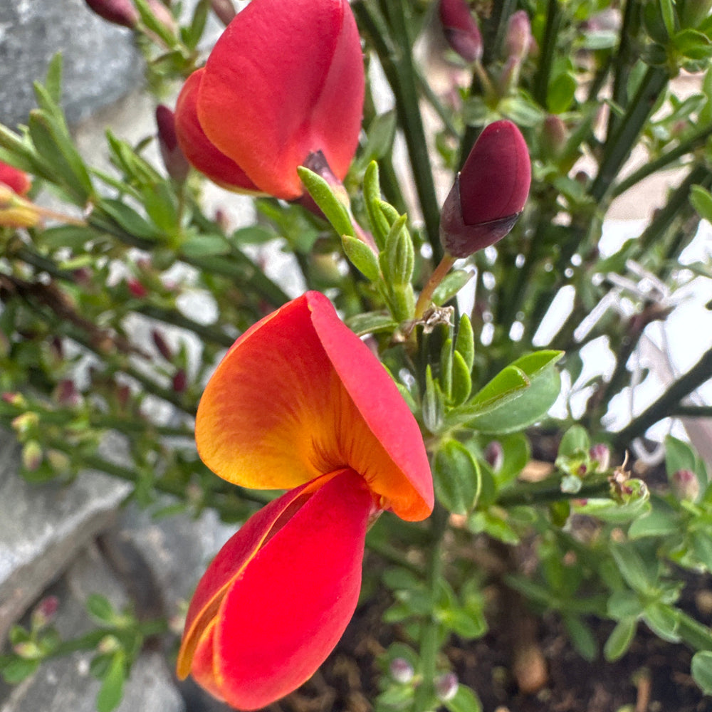 Cytisus Lena - Shrubs - Windyridge Garden Centre