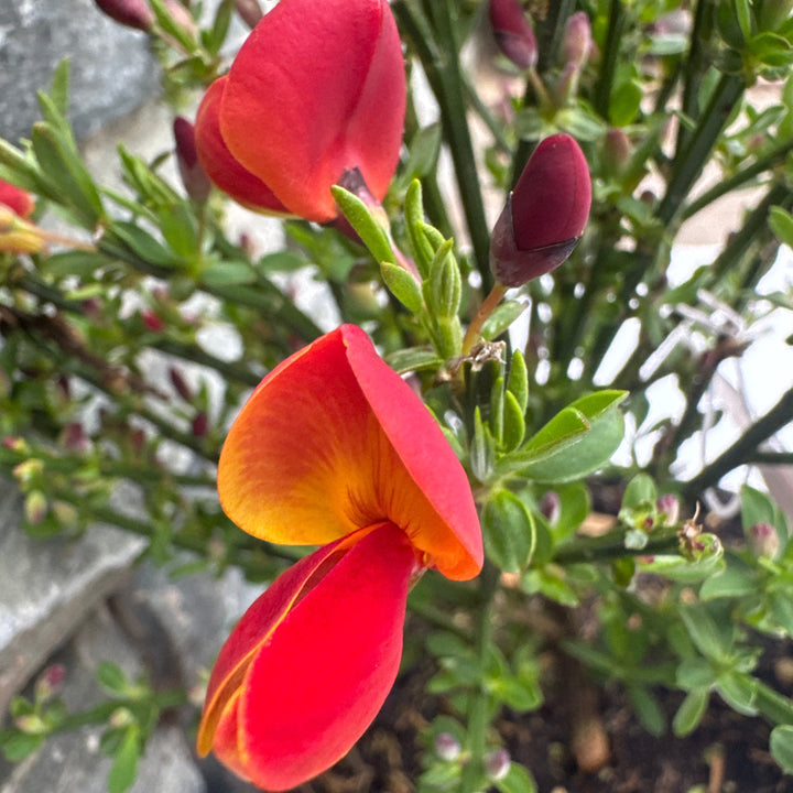 Cytisus Lena