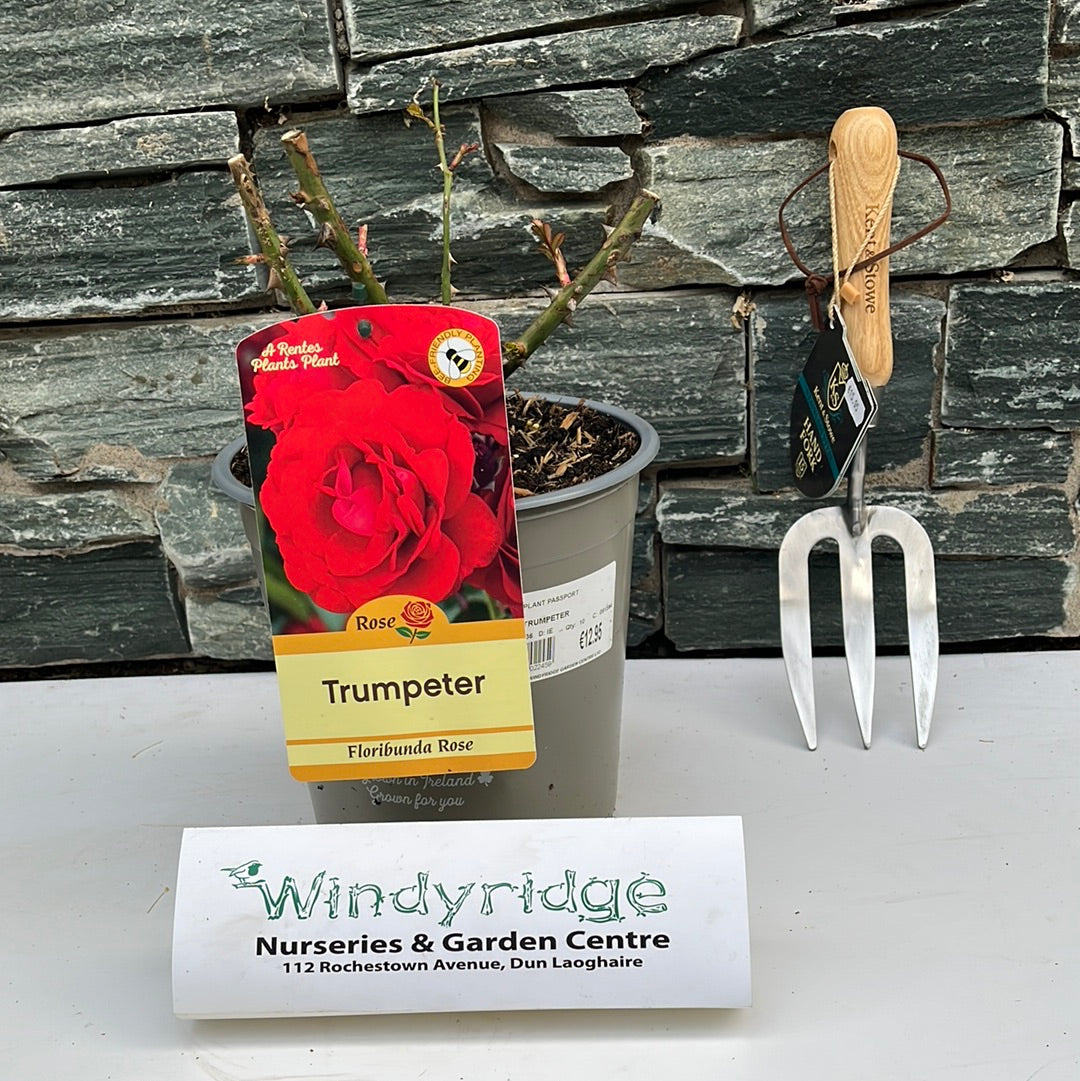 ROSA TRUMPETER Floribunda