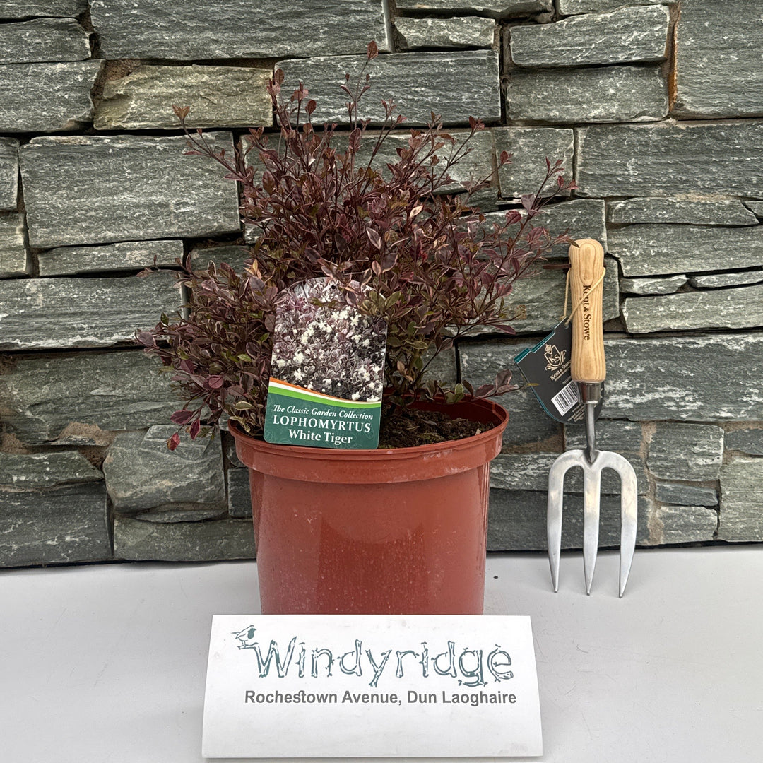 Lophomyrtus White Tiger - Shrubs - Windyridge Garden Centre