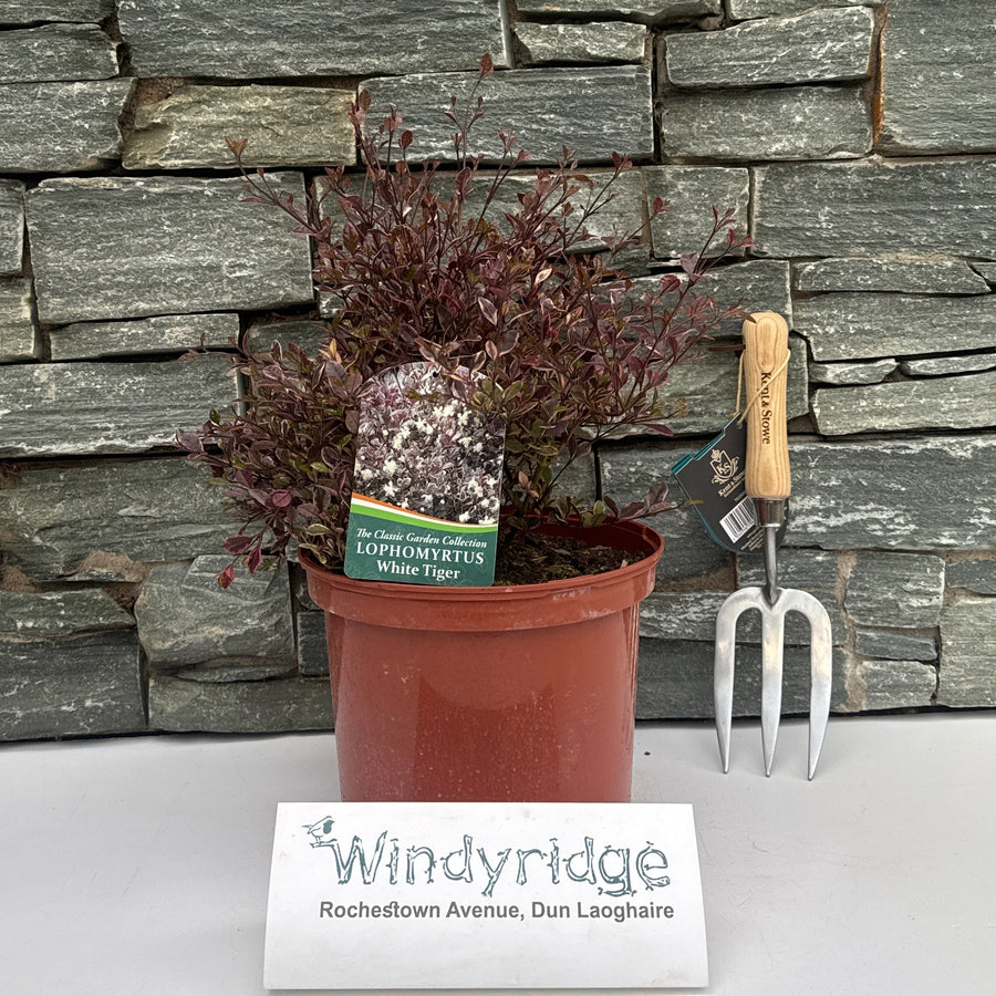 Lophomyrtus White Tiger - Shrubs - Windyridge Garden Centre