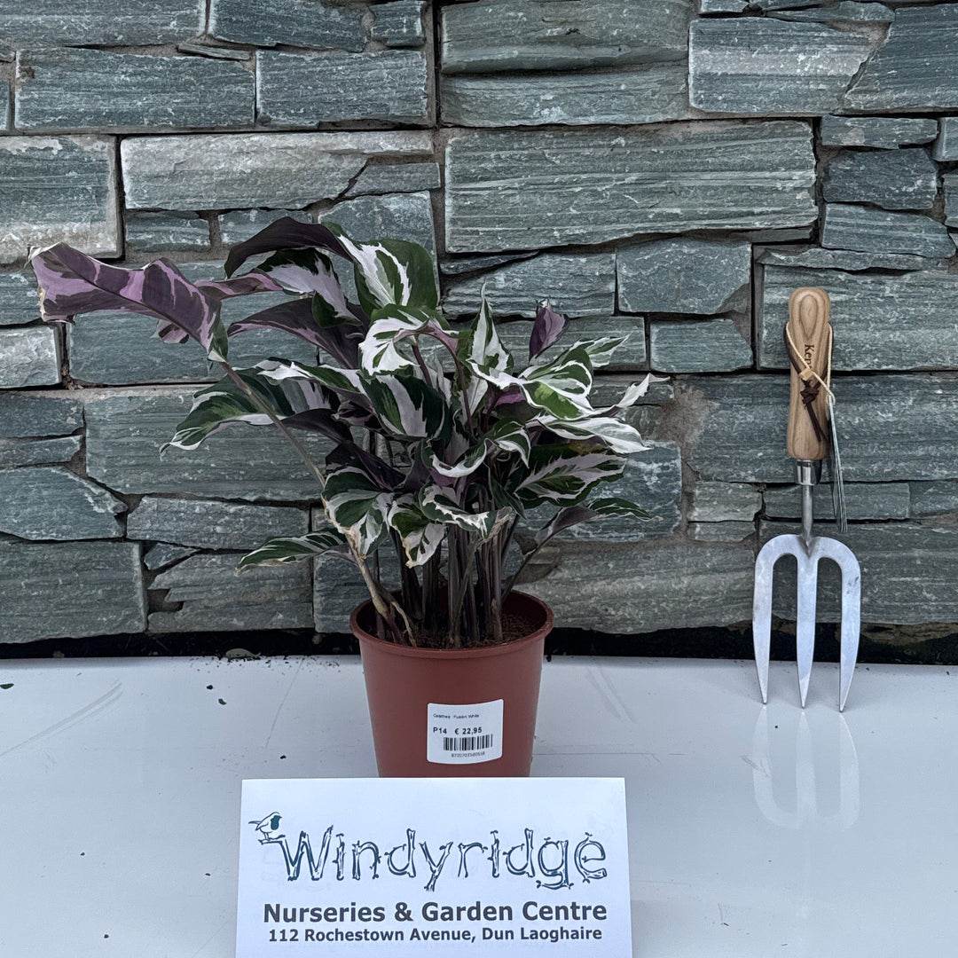 Calathea 'Fusion White'