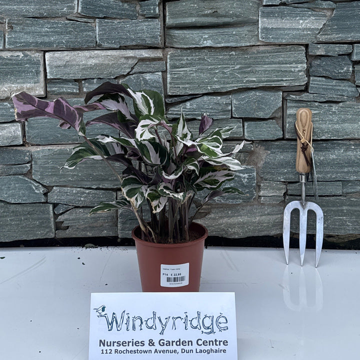 Calathea 'Fusion White'