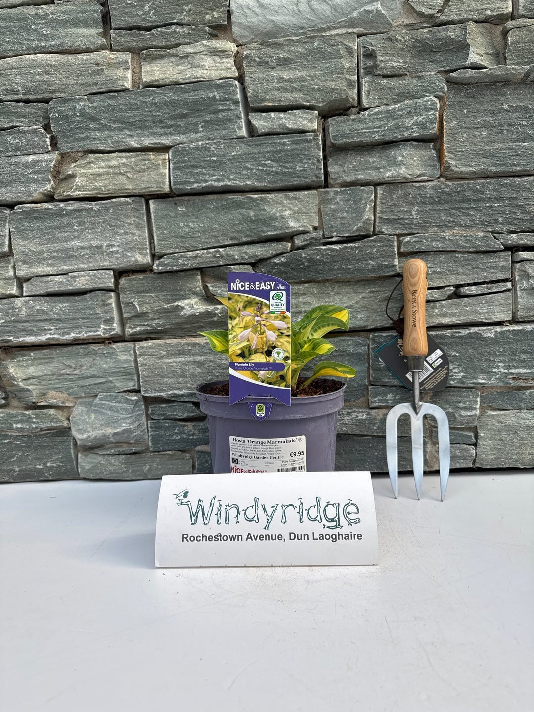 Hosta Orange Marmalade 3L