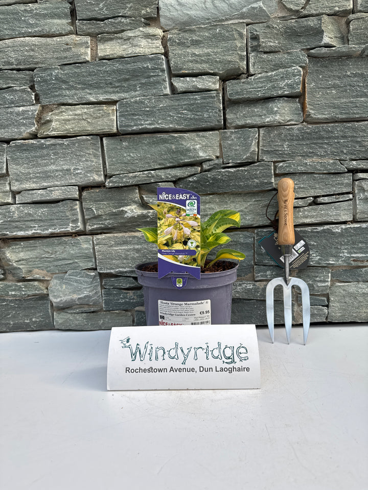 Hosta Orange Marmalade 3L
