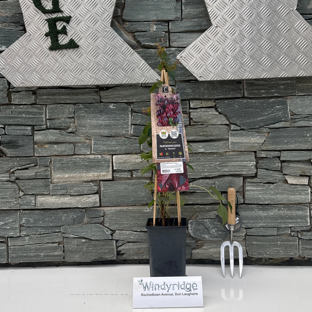Parthenocissus tr. Veitchii  S-pot(225 L)