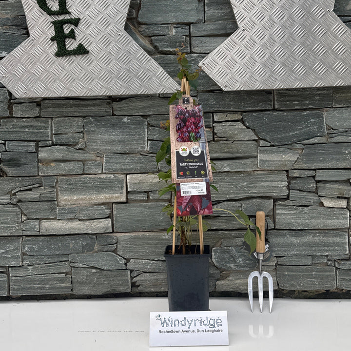 Parthenocissus tr. Veitchii  S-pot(225 L)