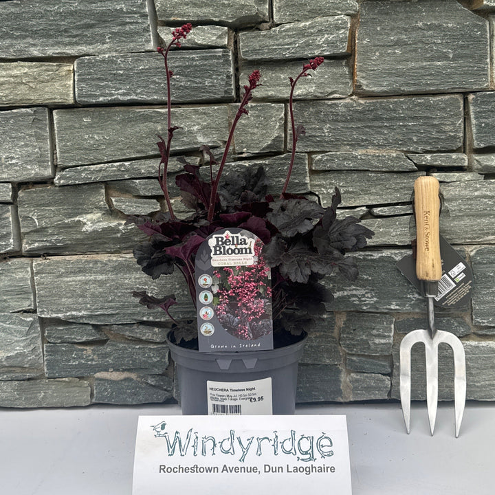 HEUCHERA Timeless Night