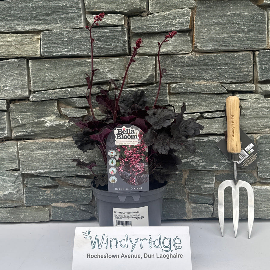 Heuchera Timeless Night - Herbaceous - Windyridge Garden Centre