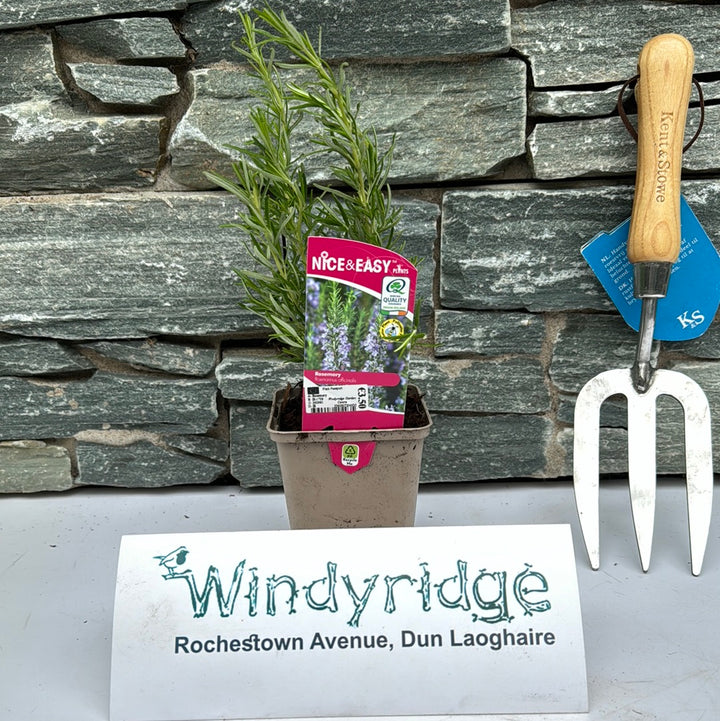 Rosemary 9cm