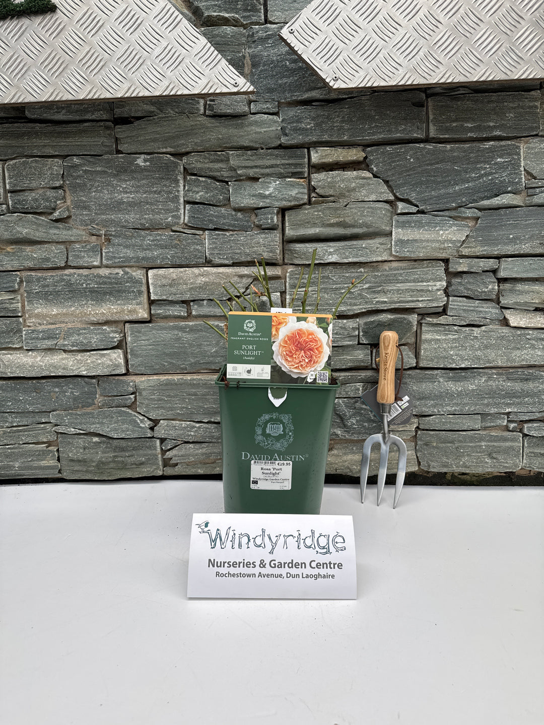 Rosa Port Sunlight 6lt pot