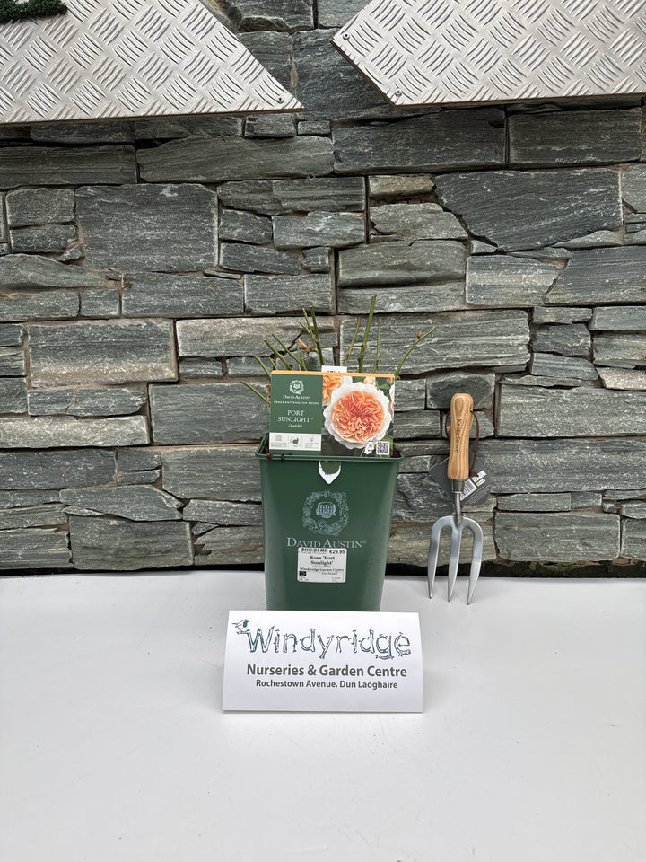 Rosa Port Sunlight 6lt pot