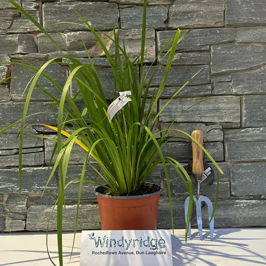 Libertia Grandiflora       3L - Herbaceous - Windyridge Garden Centre
