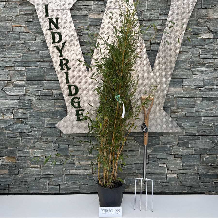 Phyllostachys Aureos. Spectabilis Clt 10 H 100 - 150 Cm - Hedging - Windyridge Garden Centre