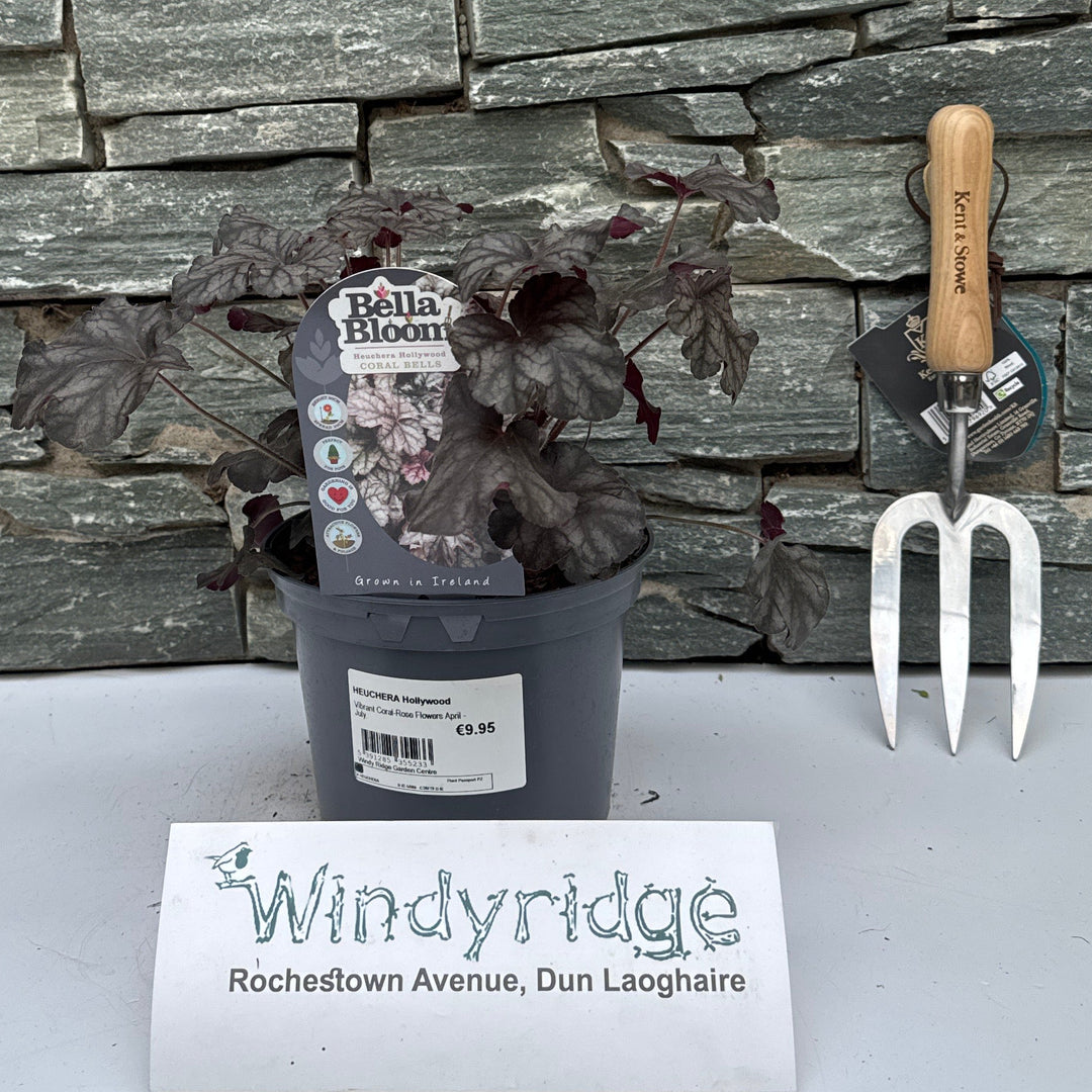 HEUCHERA Hollywood - Herbaceous - Windyridge Garden Centre