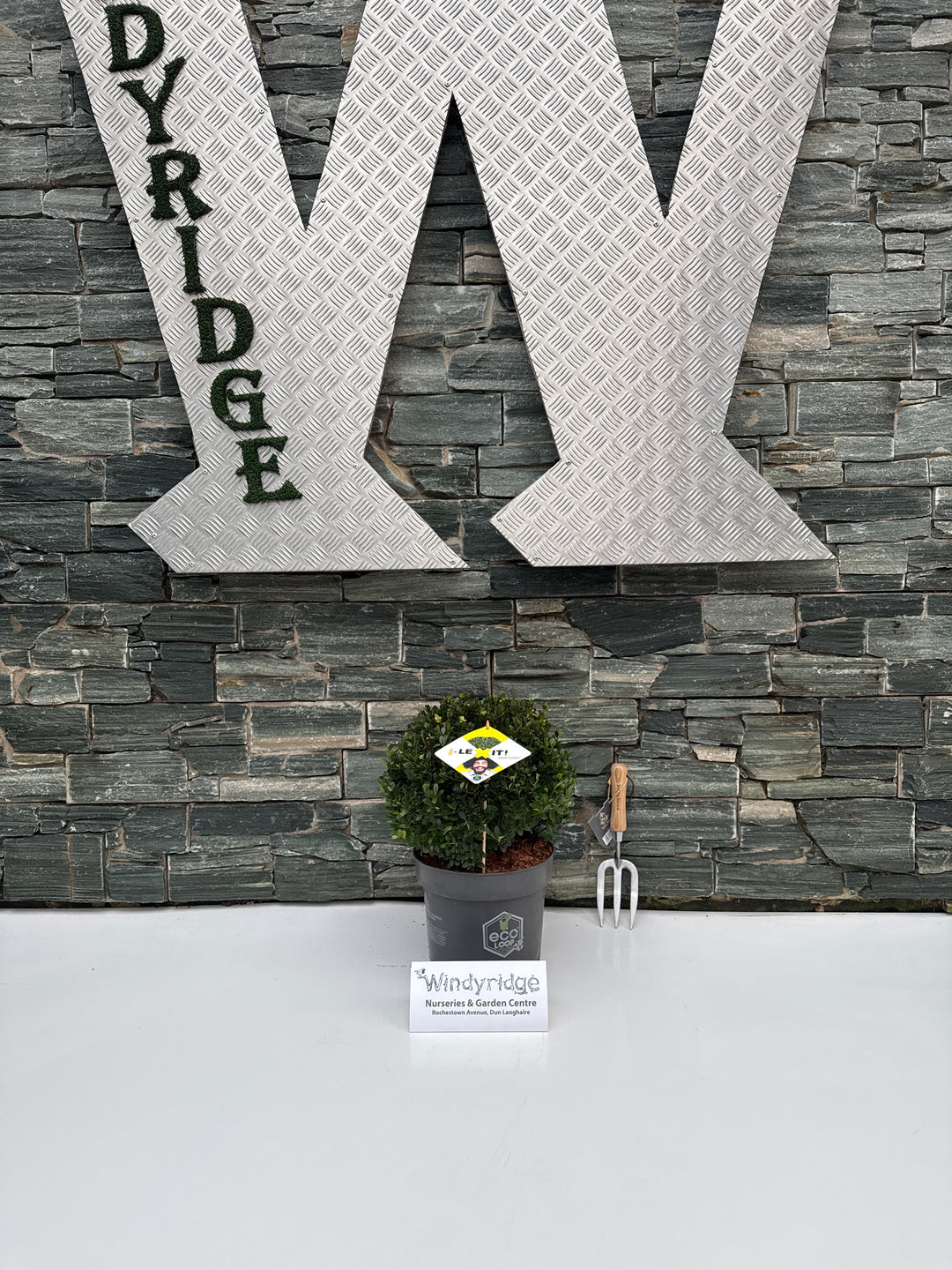 Ilex crenata Dark Green  30 CM BALL C7.5