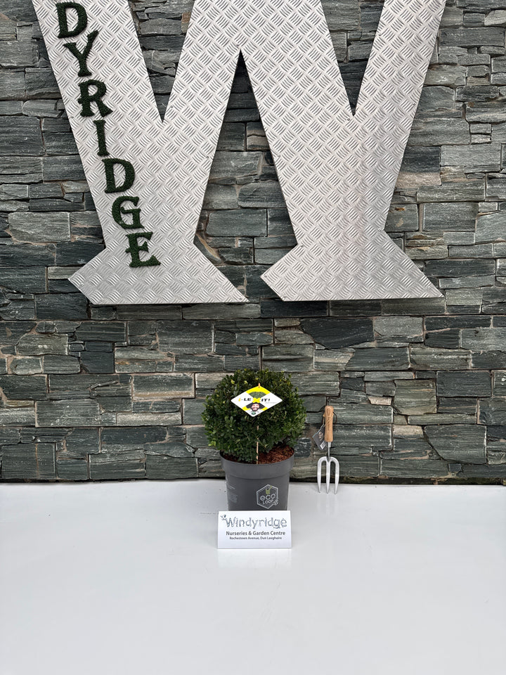 Ilex crenata Dark Green  30 CM BALL C7.5