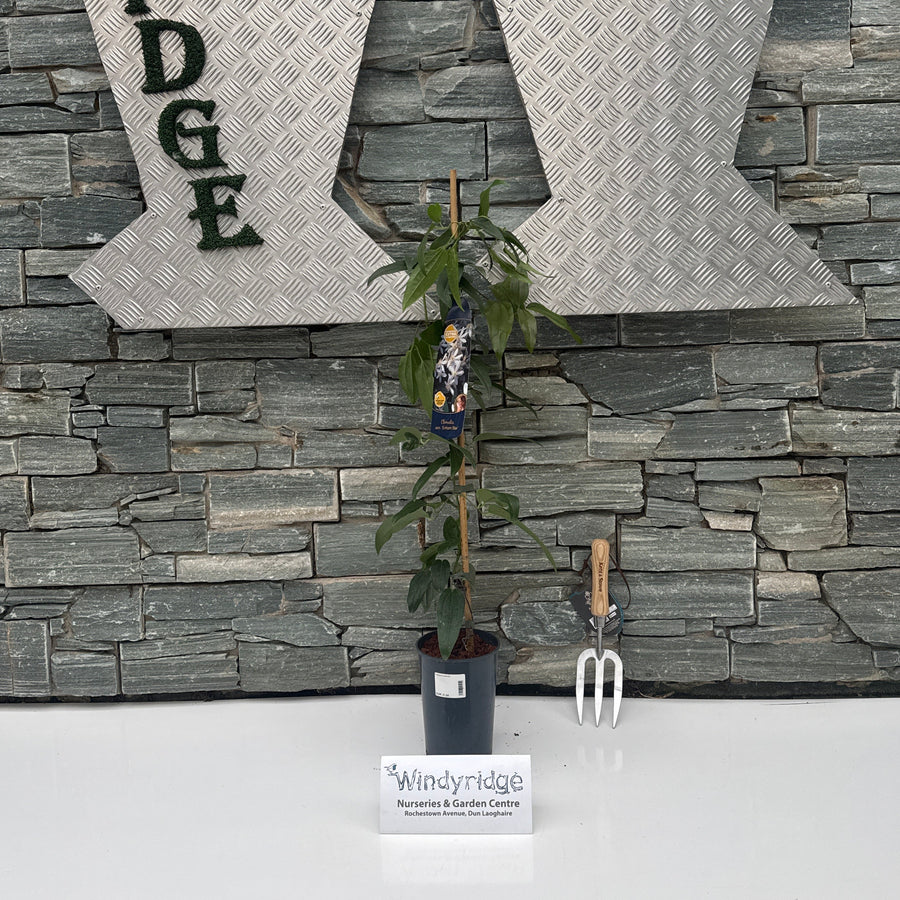 Decorative wall with stone texture and a plant, featuring the brand 'windyridge'.