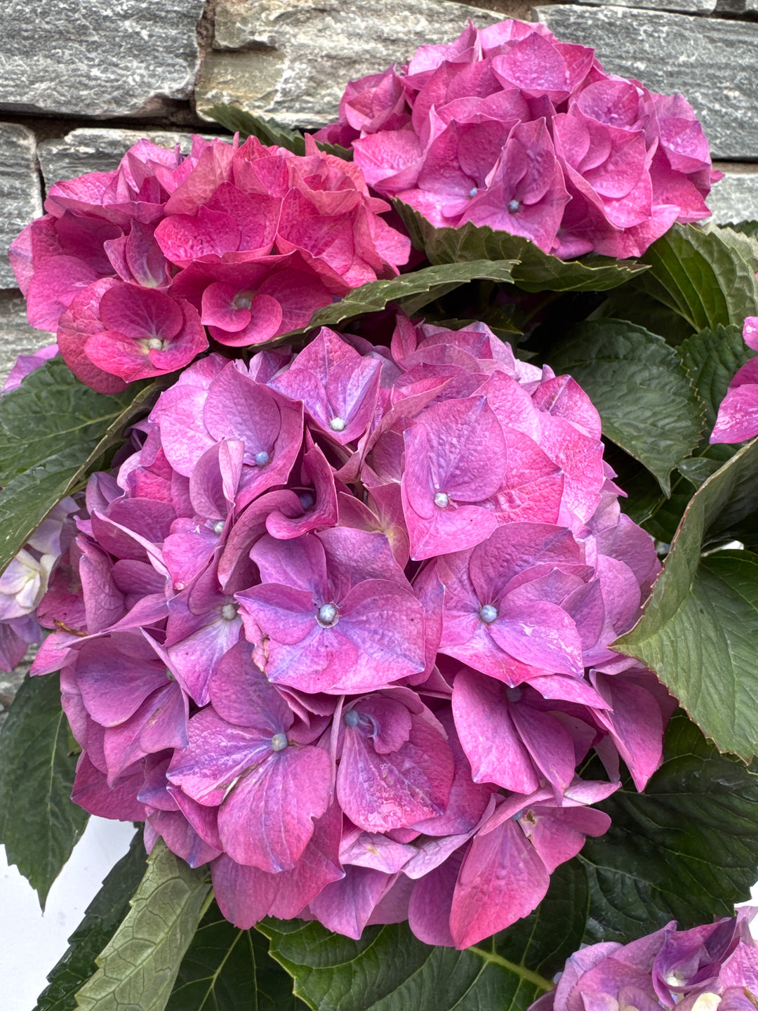 Hydrangea mac. 'Hi River' Hydrangea ball Blue 7 - 12 head (Decorum)