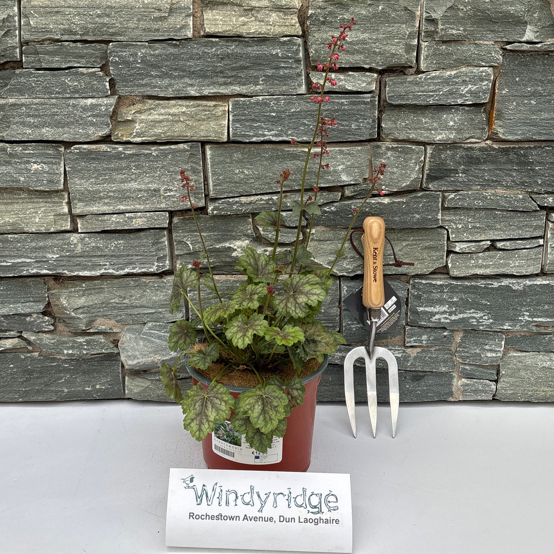 Heuchera 'Peppermint Spice' - Herbaceous - Windyridge Garden Centre