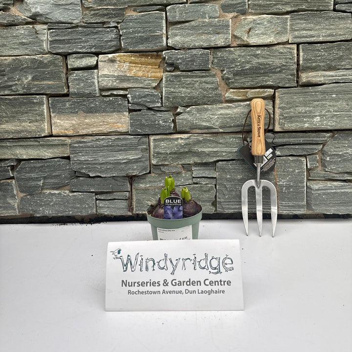 Hyacinthus (DA) mix  P12