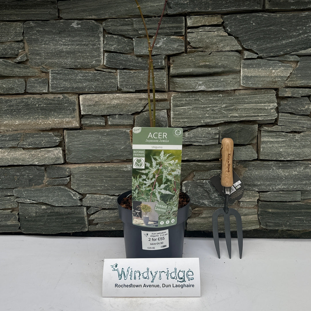 Acer palmatum Ukigumo  3 Ltr pot