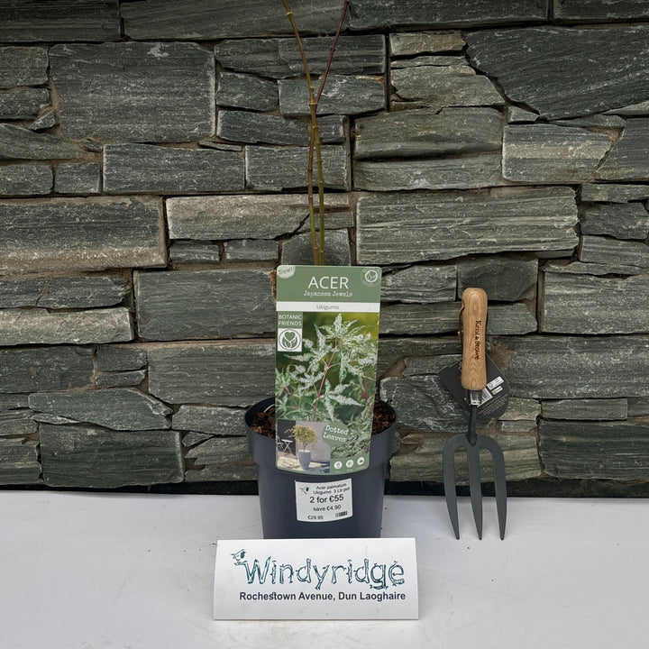 Acer palmatum Ukigumo  3 Ltr pot