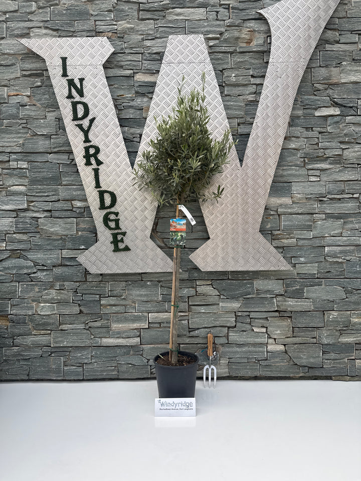 Olive Tree Olea europaea (28cm Pot)