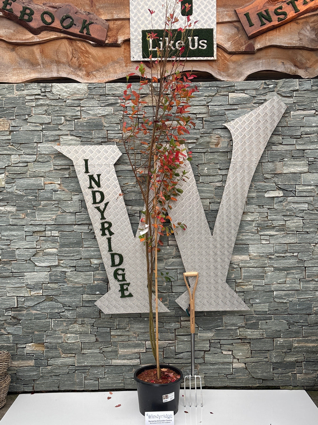 AMELANCHIER can. Rainbow Pillar std