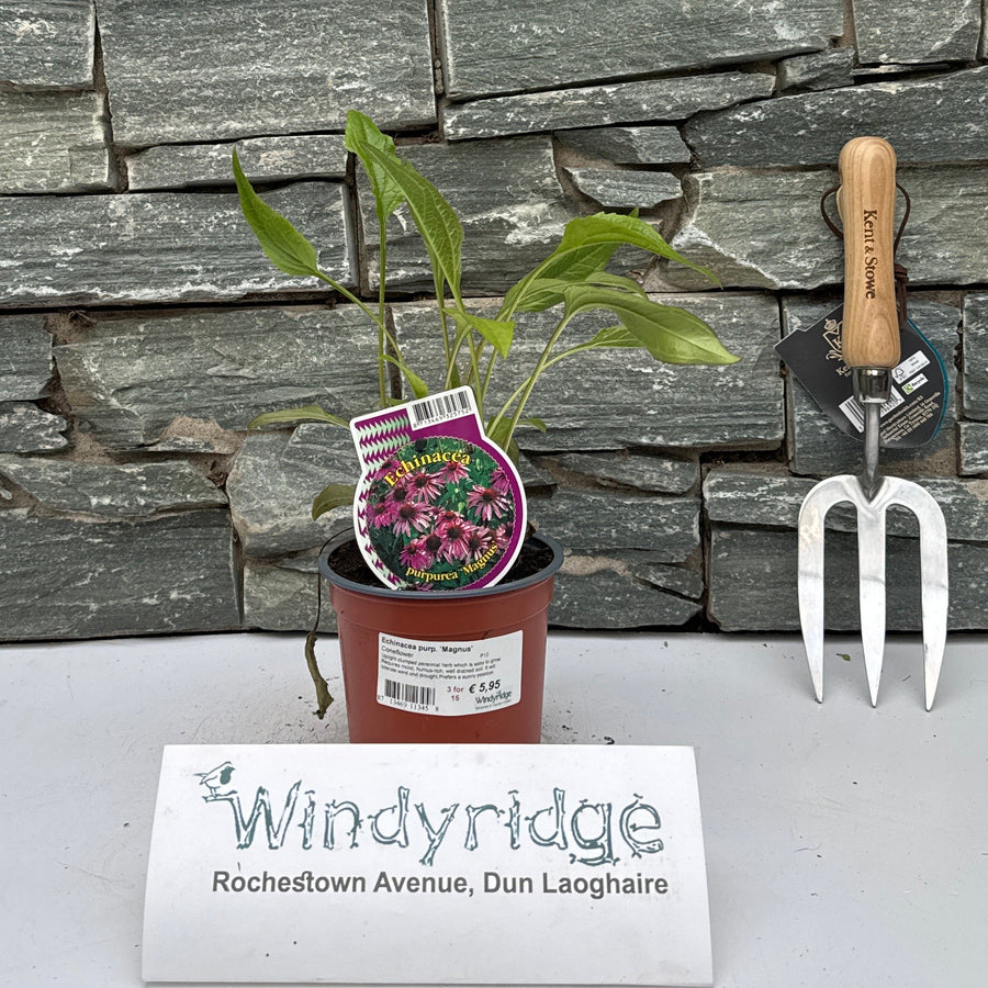 Echinacea purp. 'Magnus' P12 - Herbaceous - Windyridge Garden Centre