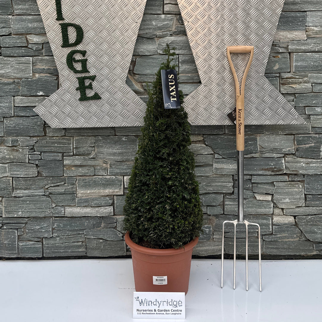 Taxus baccata P28-(10-LTR) PYRAMIDE-80-90CM