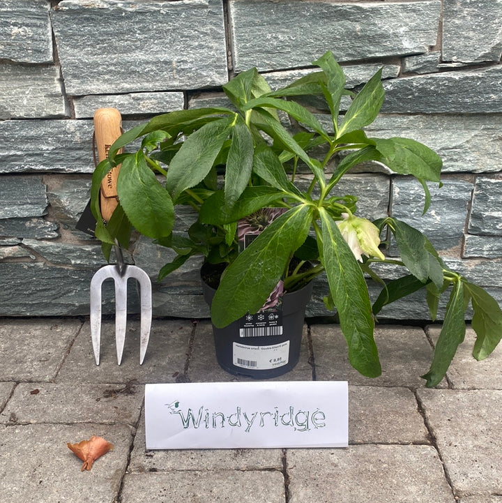 Helleborus or. Double Ellen Pink