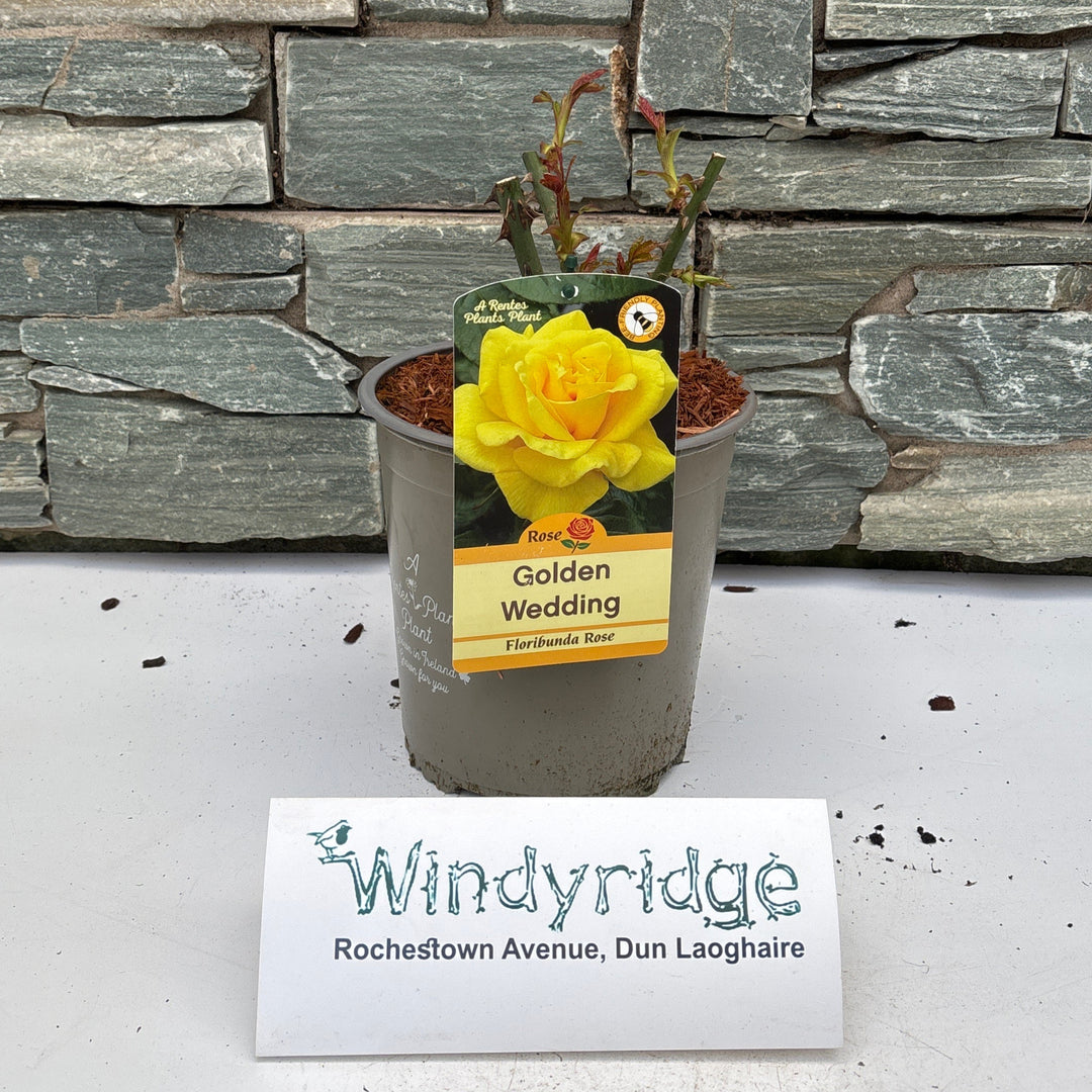ROSA GOLDEN WEDDING