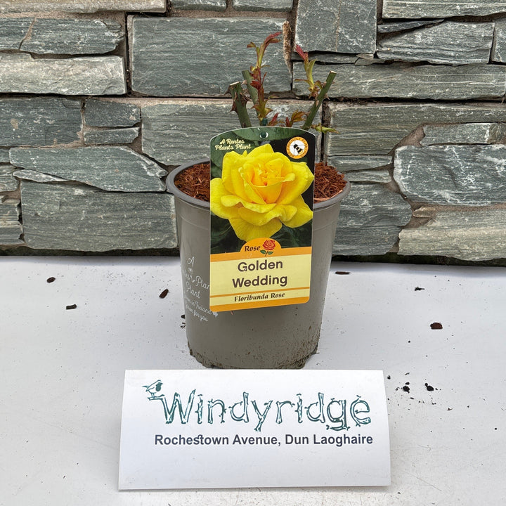 ROSA GOLDEN WEDDING
