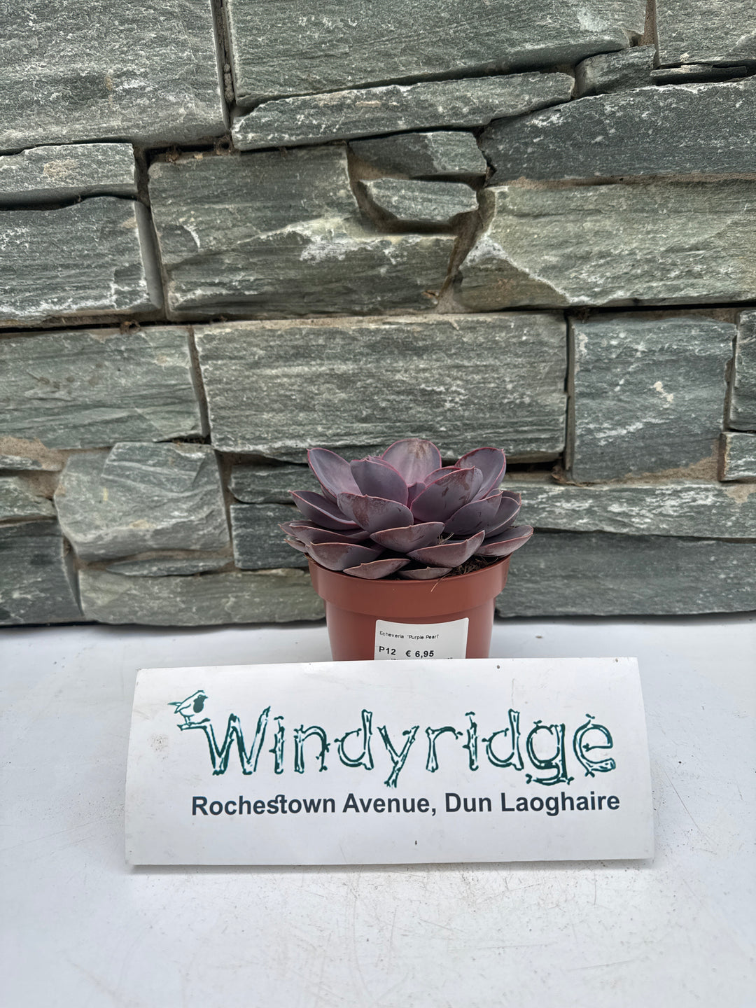 Echeveria Purple Pearl - Indoor Plants - Windyridge Garden Centre