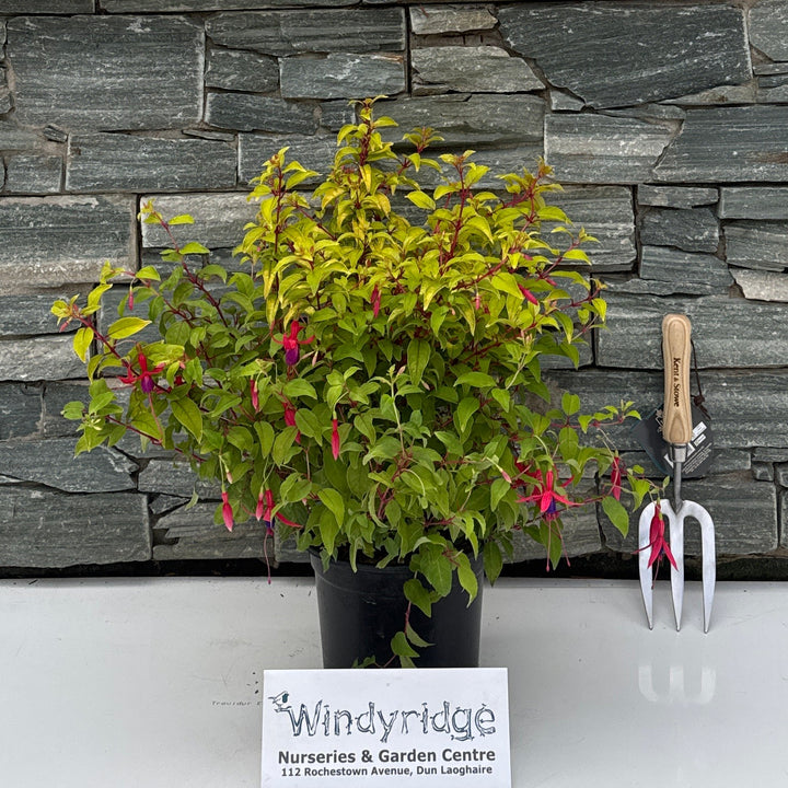 FUCHSIA Genii
